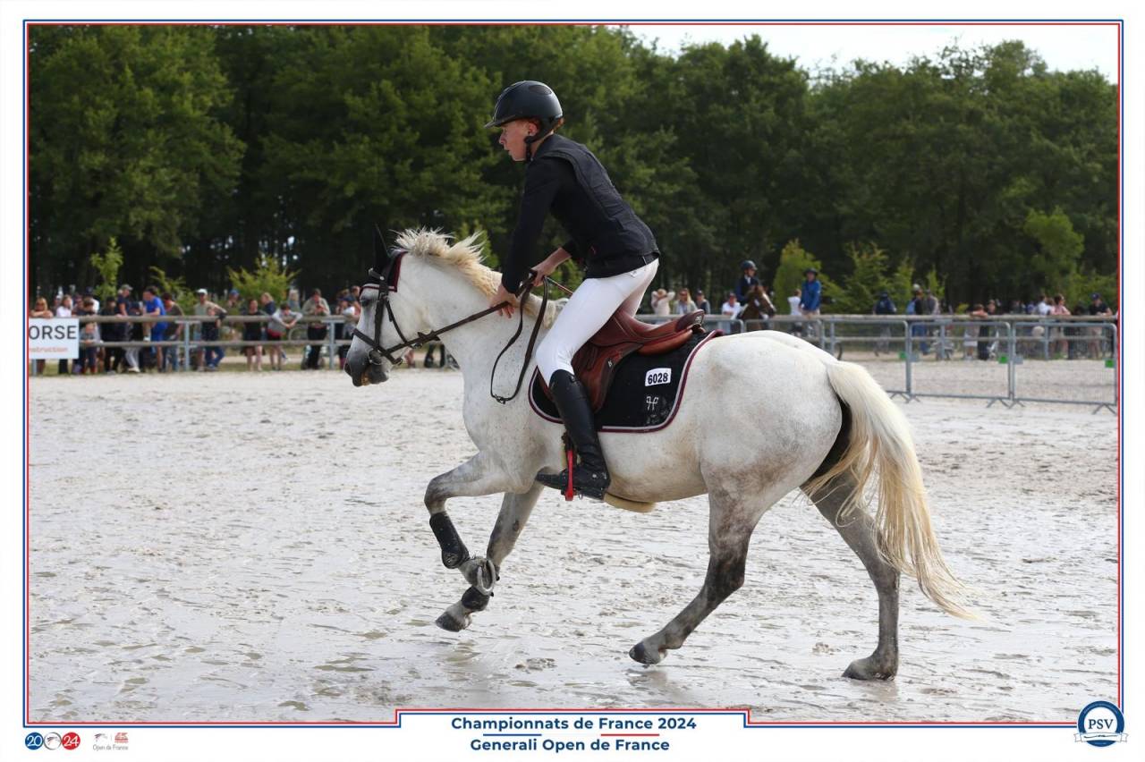 Mare Connemara For sale 2013 Grey