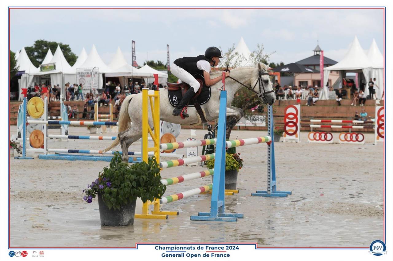 Mare Connemara For sale 2013 Grey