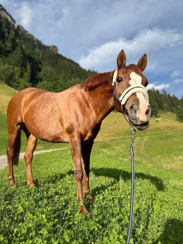 Mare French Saddle Pony For sale 2006 Chesnut