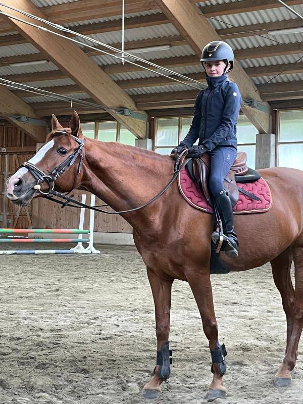 Mare French Saddle Pony For sale 2006 Chesnut