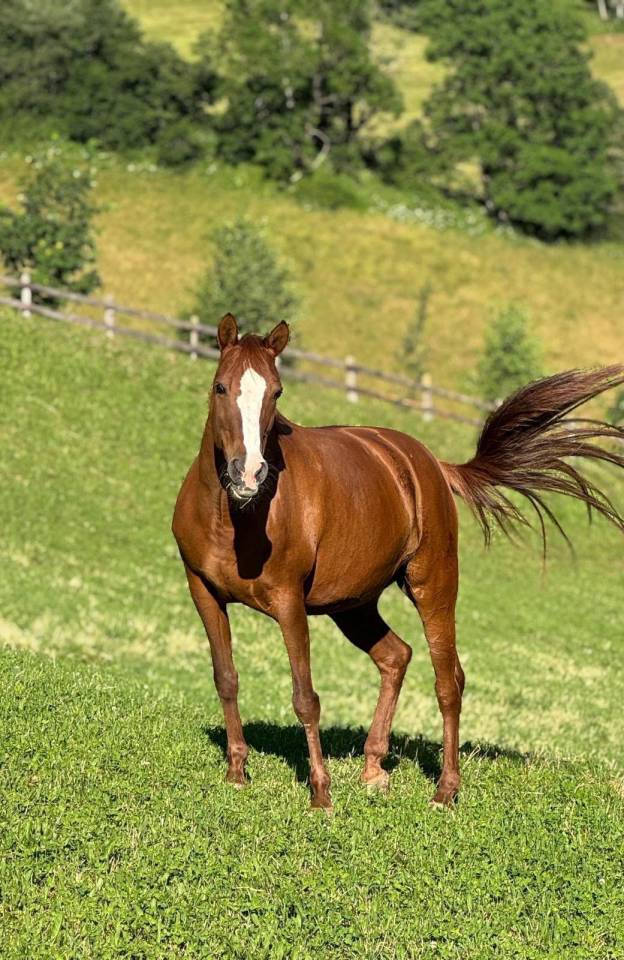 Mare French Saddle Pony For sale 2006 Chesnut