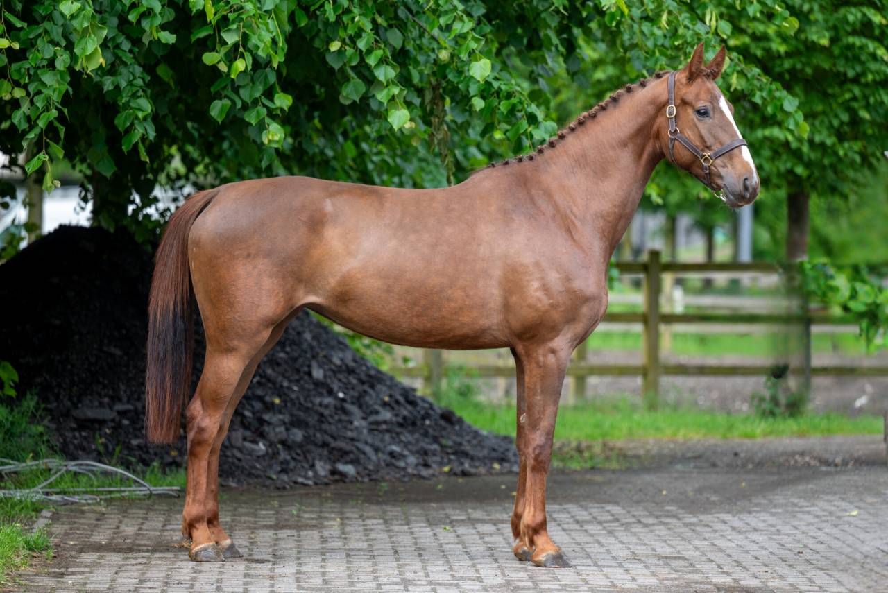 Mare Zangersheide For sale 2019 Chesnut