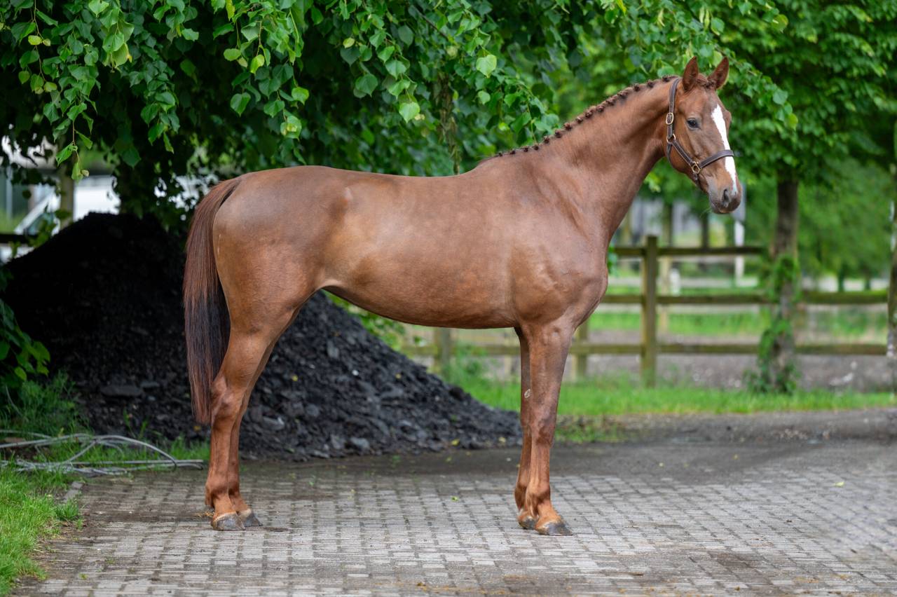 Mare Zangersheide For sale 2019 Chesnut