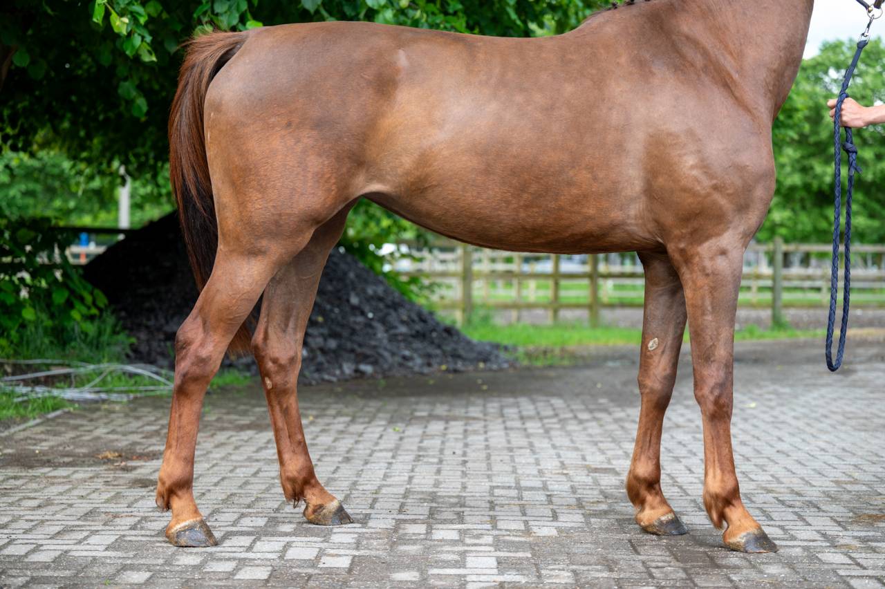 Mare Zangersheide For sale 2019 Chesnut