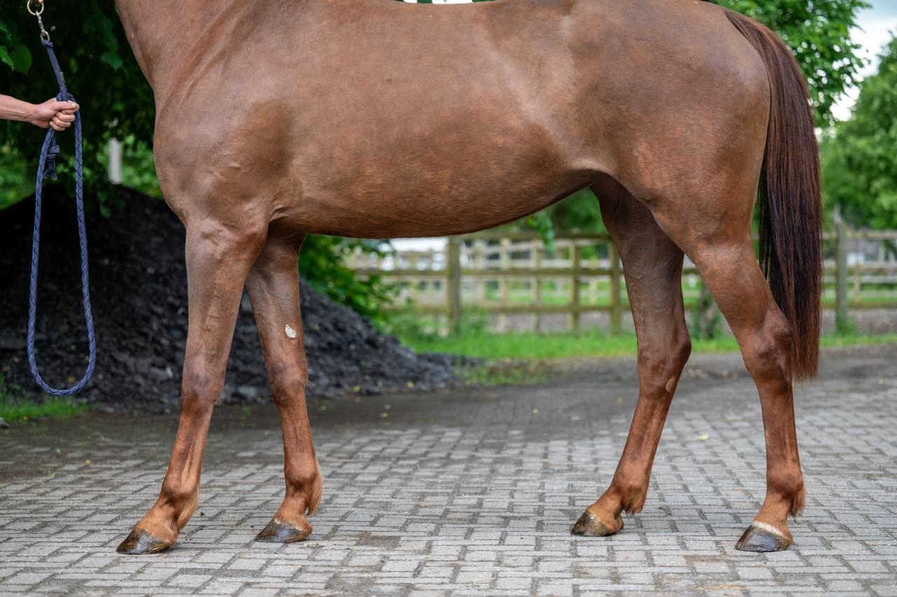 Mare Zangersheide For sale 2019 Chesnut