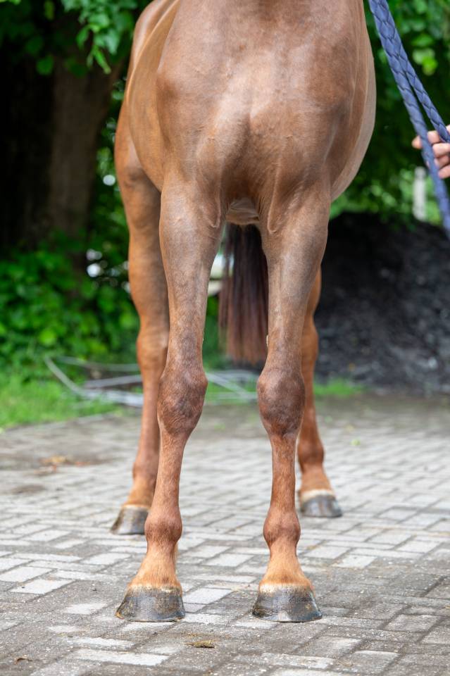 Mare Zangersheide For sale 2019 Chesnut