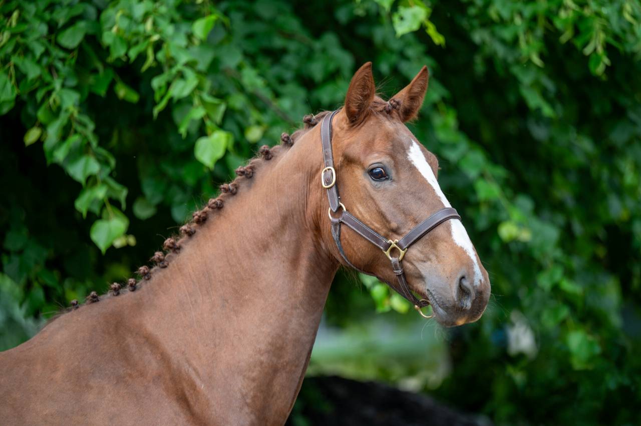 Mare Zangersheide For sale 2019 Chesnut