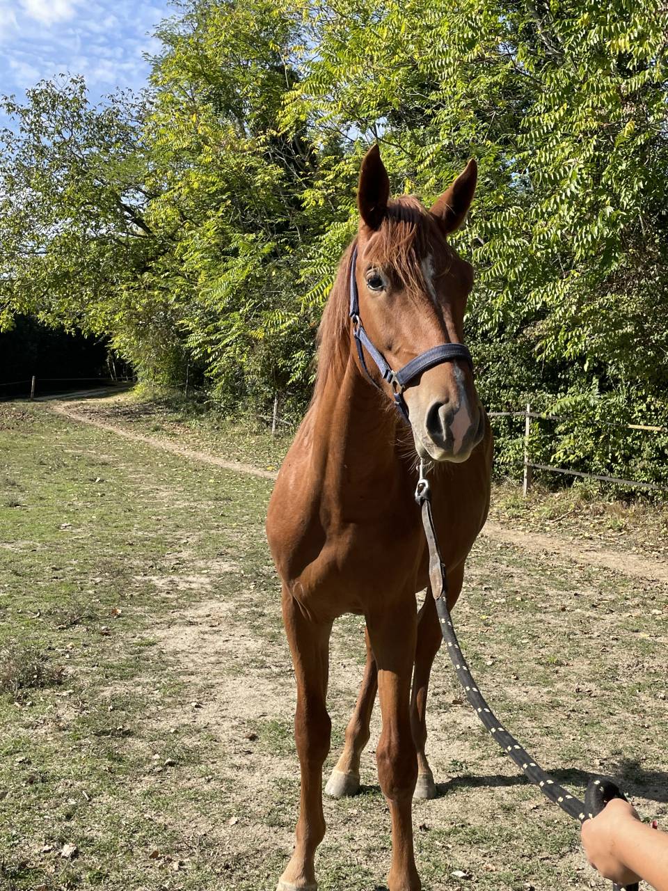 Colt Selle Français For sale 2024 Chesnut