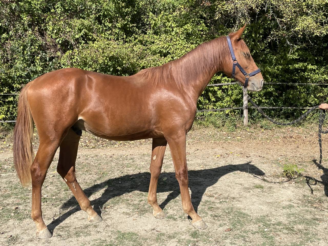 Colt Selle Français For sale 2024 Chesnut