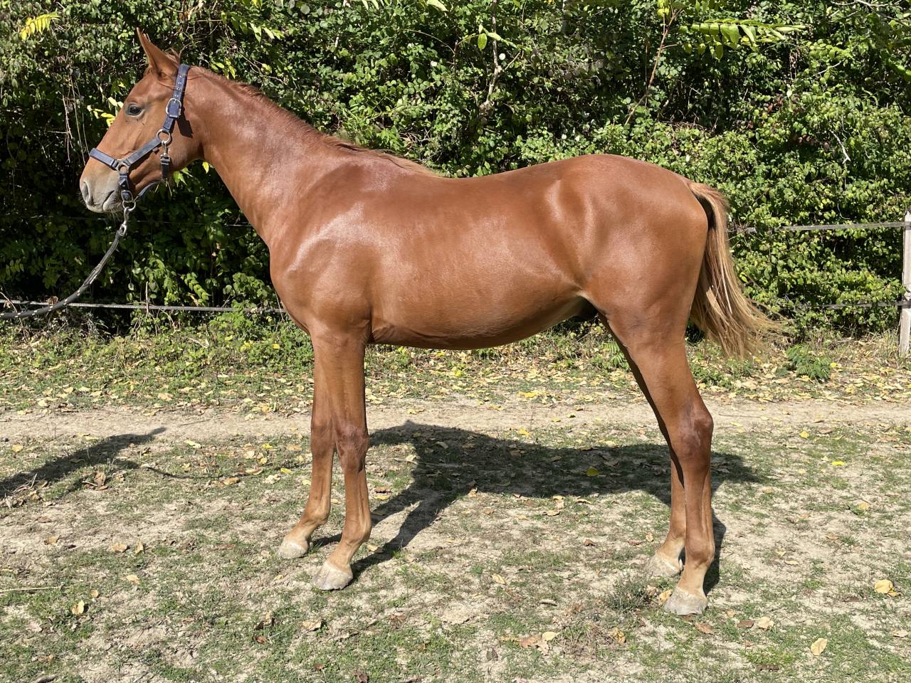 Colt Selle Français For sale 2024 Chesnut