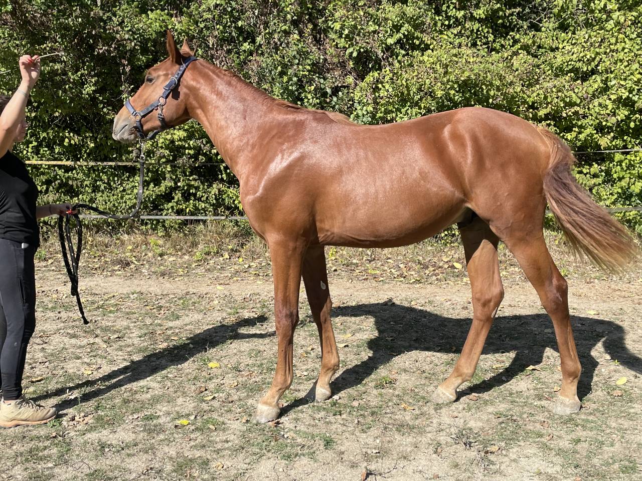 Colt Selle Français For sale 2024 Chesnut