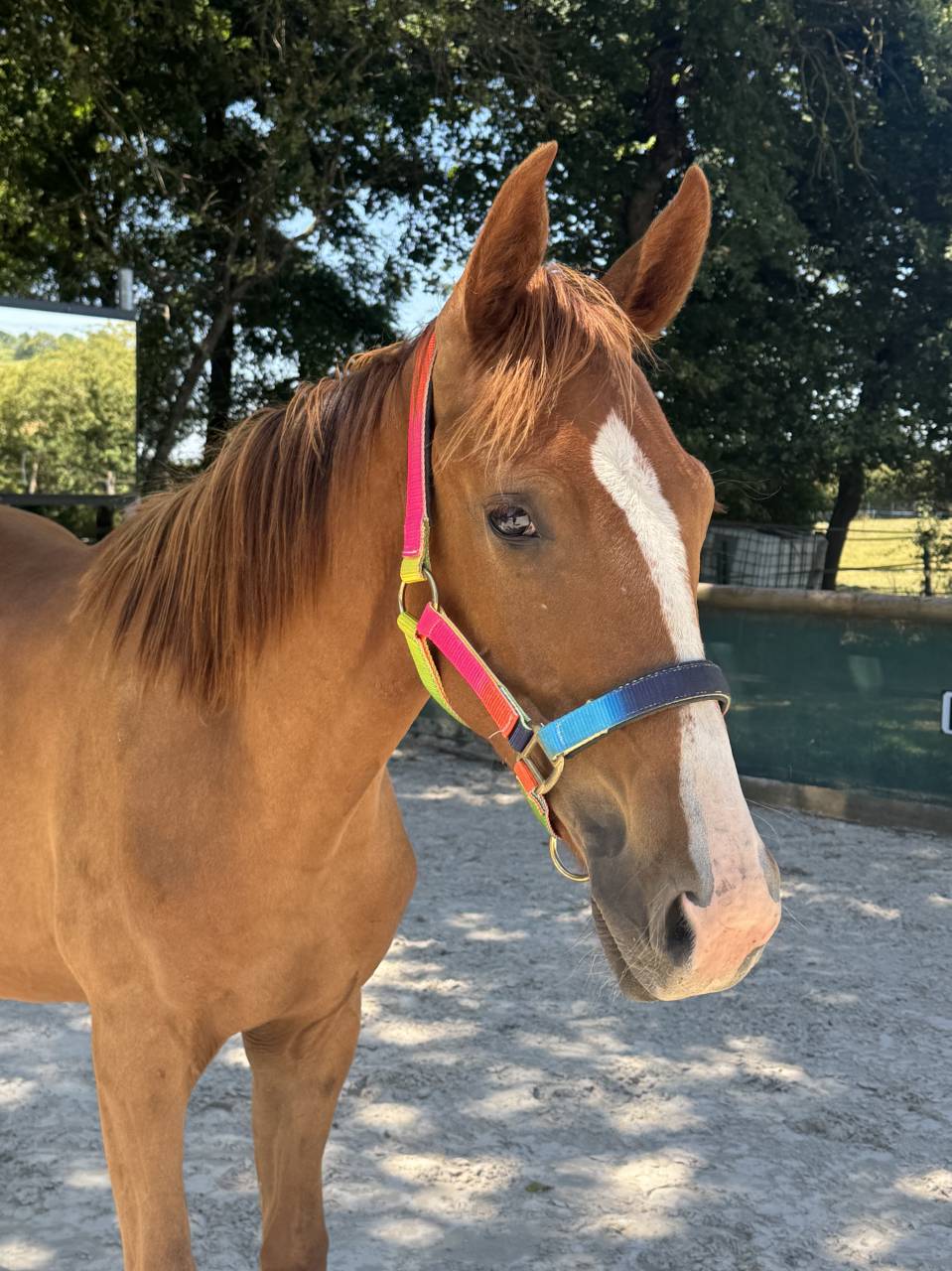 Gelding Oldenburg For sale 2024 Chesnut