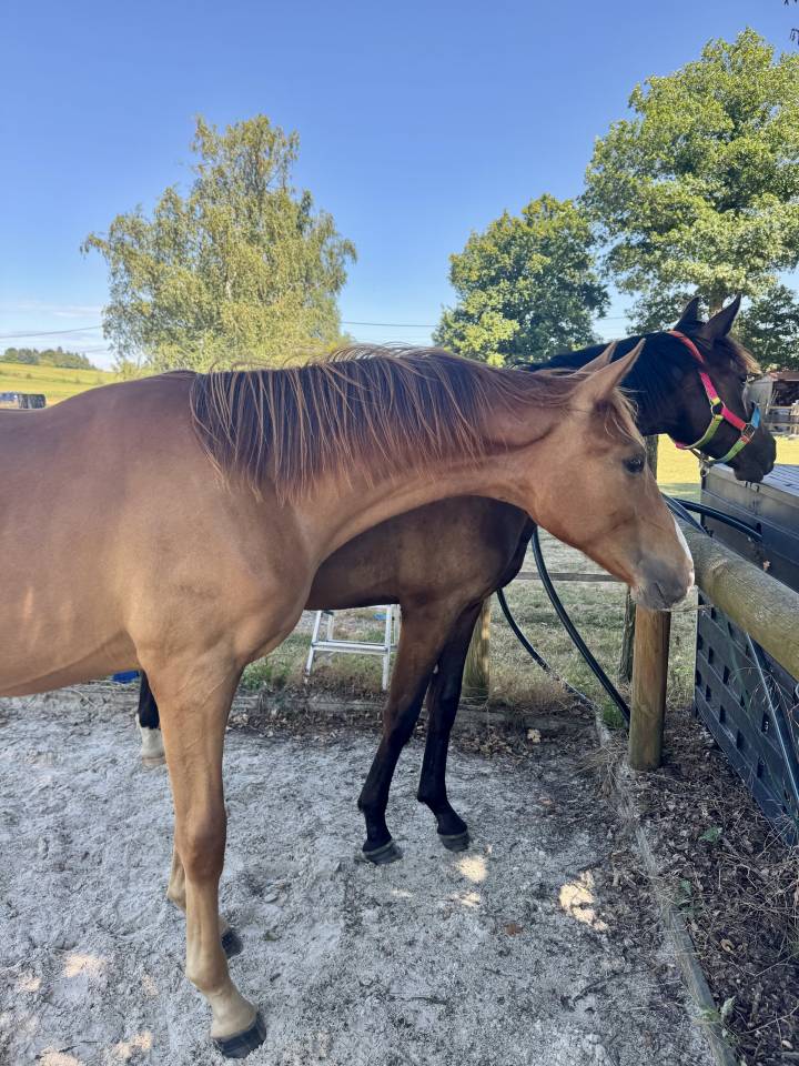 Gelding Oldenburg For sale 2024 Chesnut