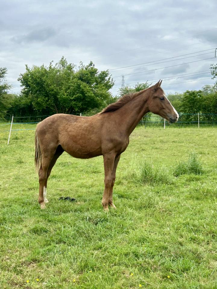 Gelding Oldenburg For sale 2024 Chesnut