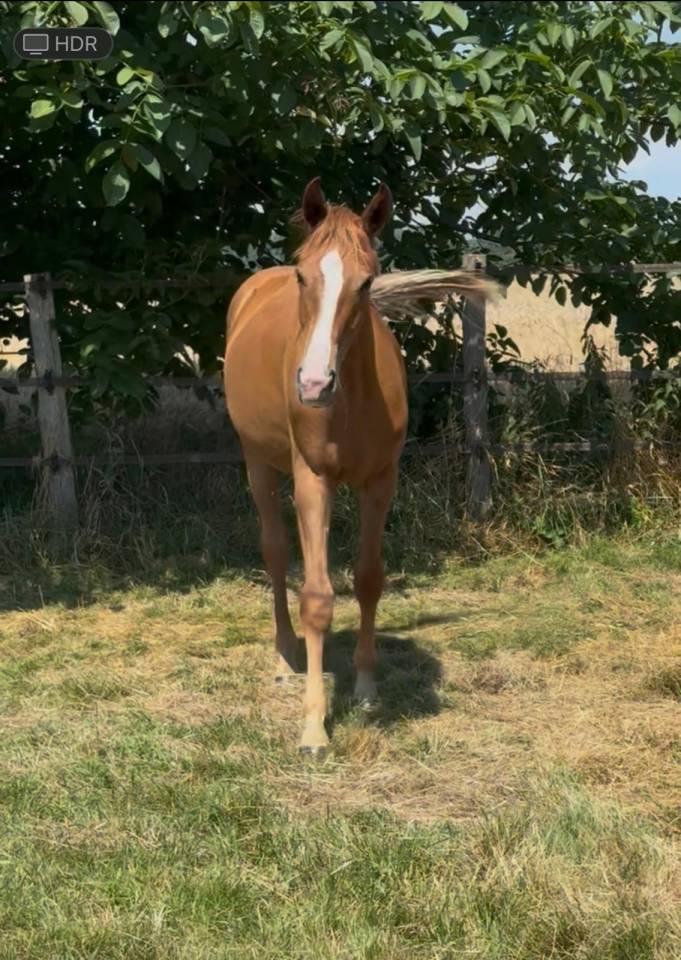 Gelding Oldenburg For sale 2024 Chesnut