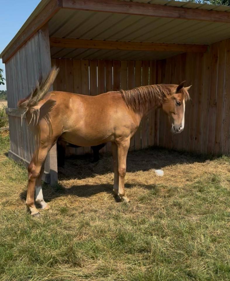 Gelding Oldenburg For sale 2024 Chesnut