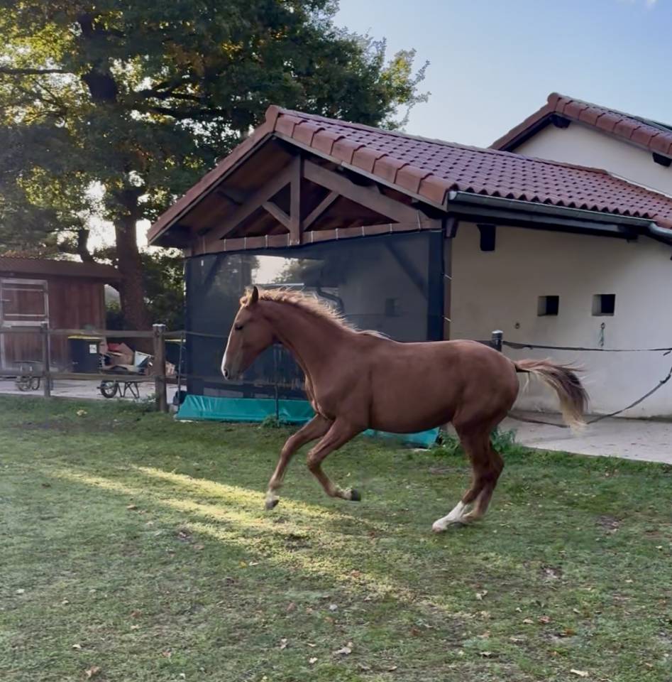 Gelding Oldenburg For sale 2024 Chesnut