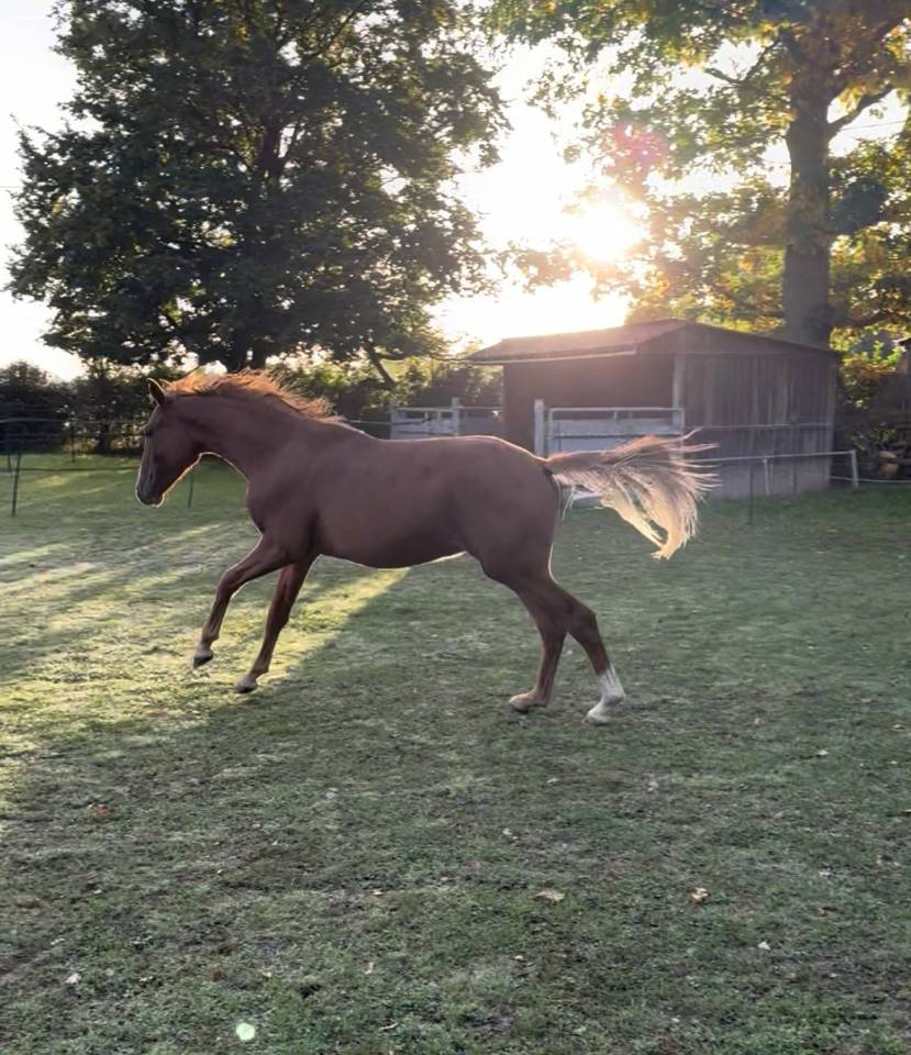 Gelding Oldenburg For sale 2024 Chesnut