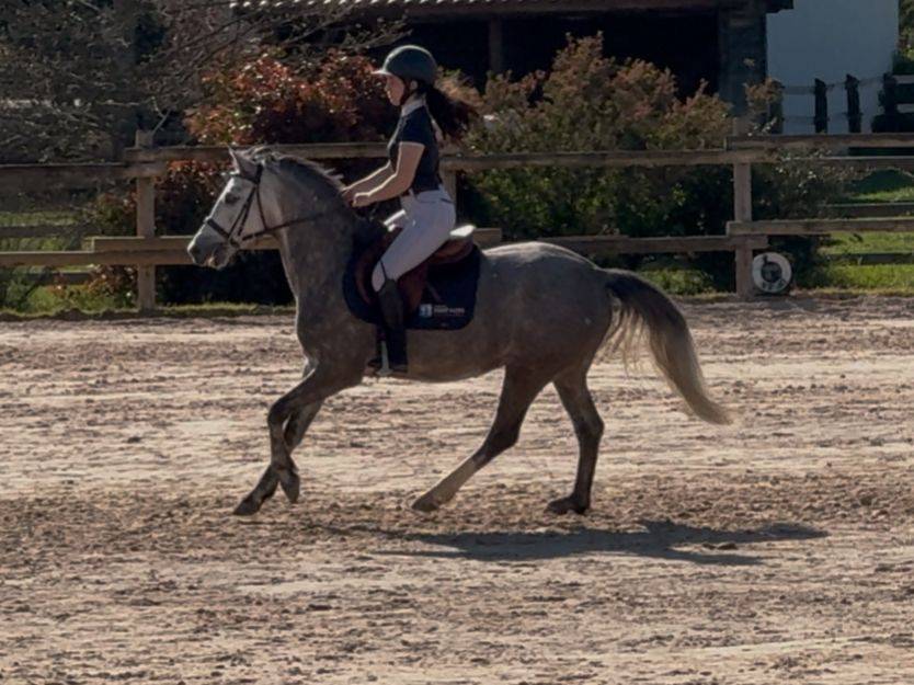 Mare French Saddle Pony For sale 2020 Grey