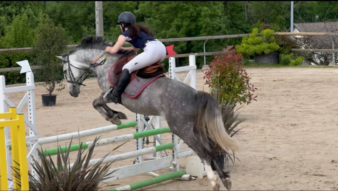 Mare French Saddle Pony For sale 2020 Grey