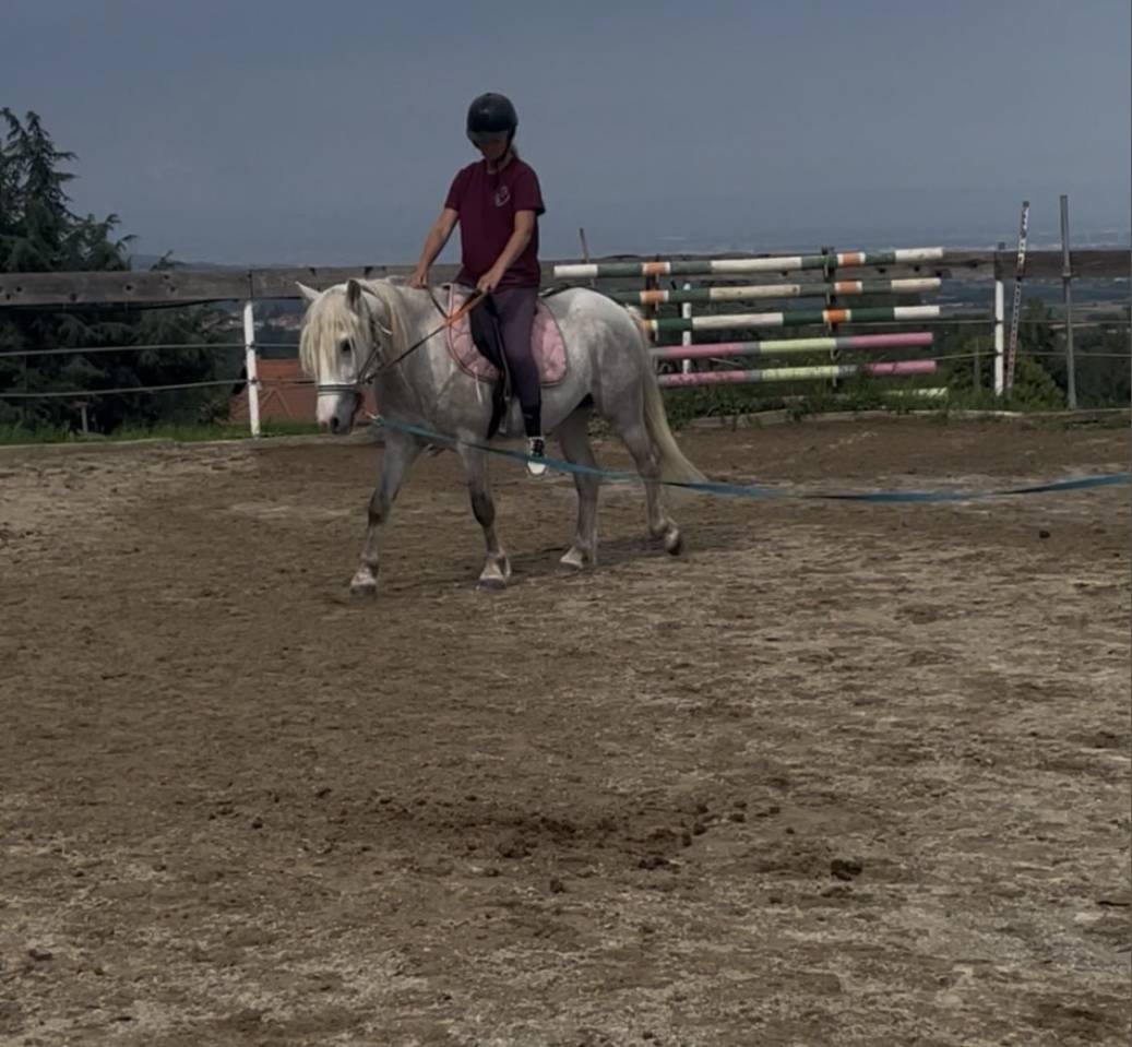 Gelding Other Pony Breed For sale 2022 Grey