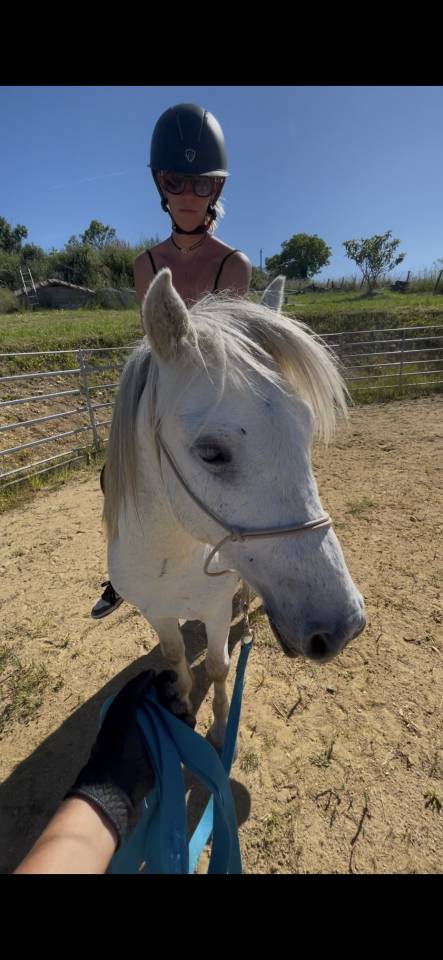 Gelding Other Pony Breed For sale 2022 Grey