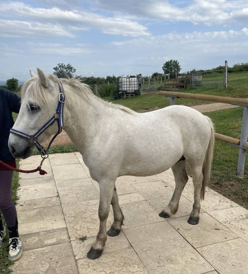 Gelding Other Pony Breed For sale 2022 Grey