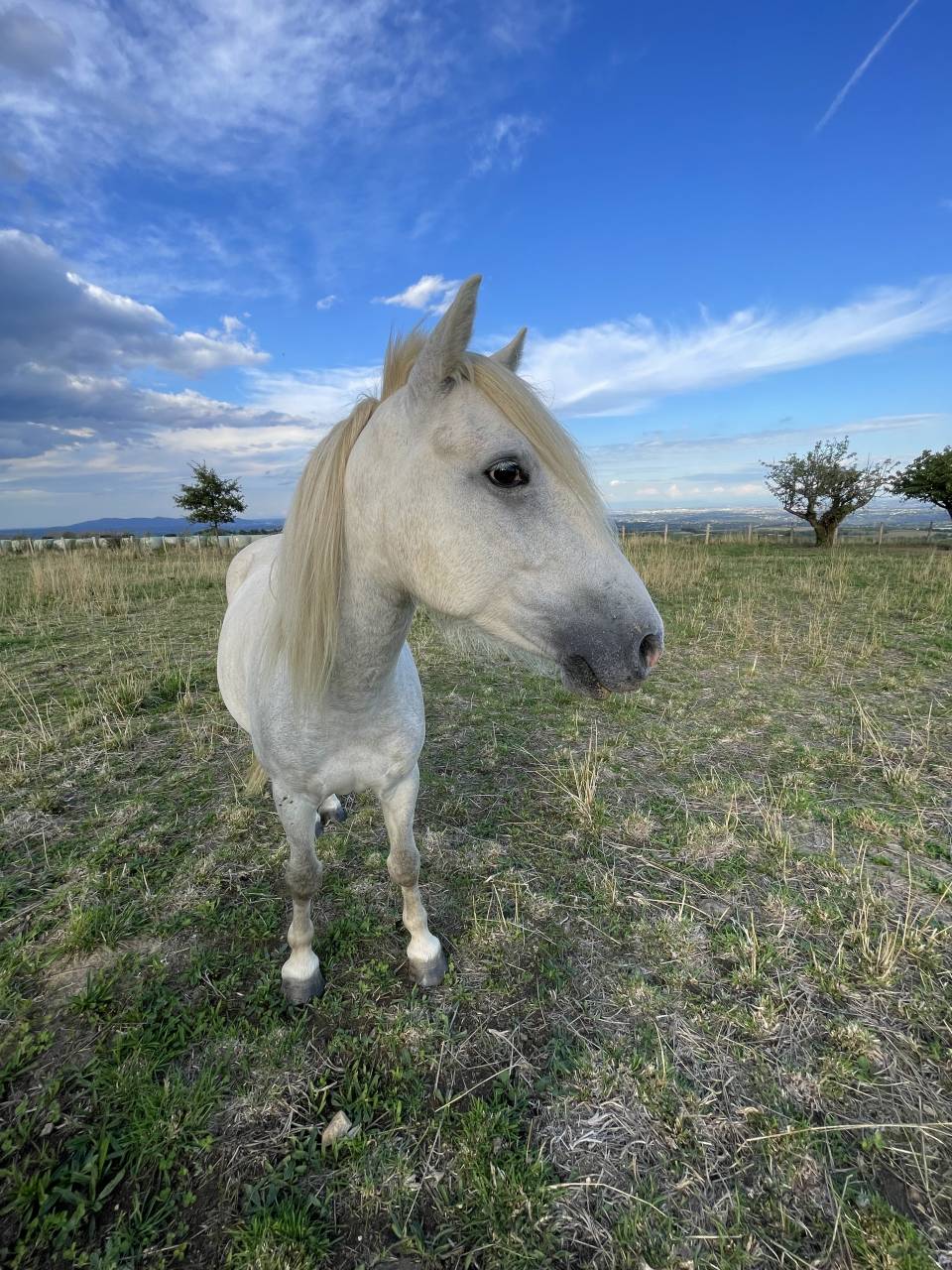 Gelding Other Pony Breed For sale 2022 Grey