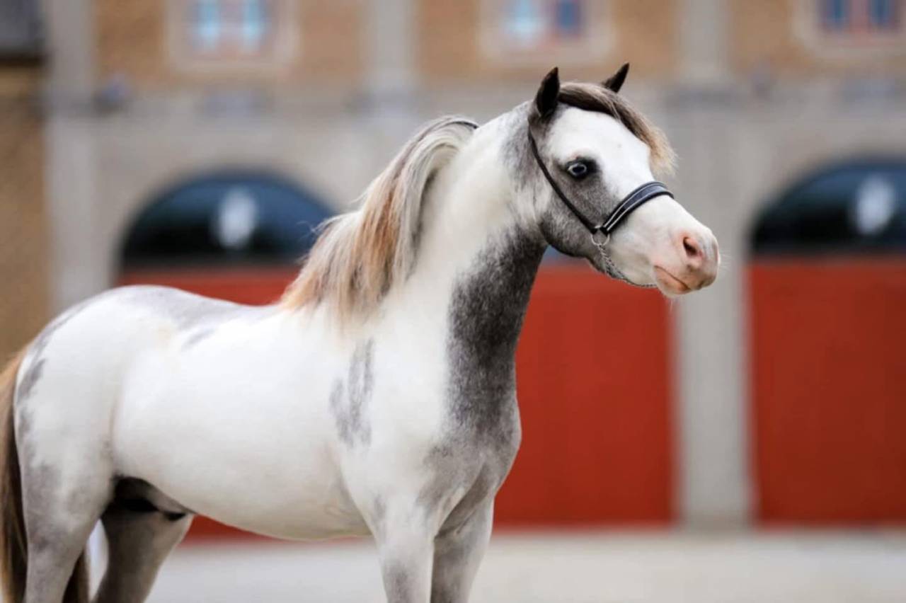 Stallion Origin Recorded For sale 2017 Overo