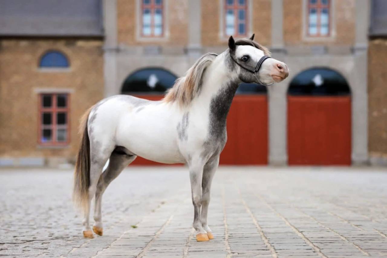 Stallion Origin Recorded For sale 2017 Overo