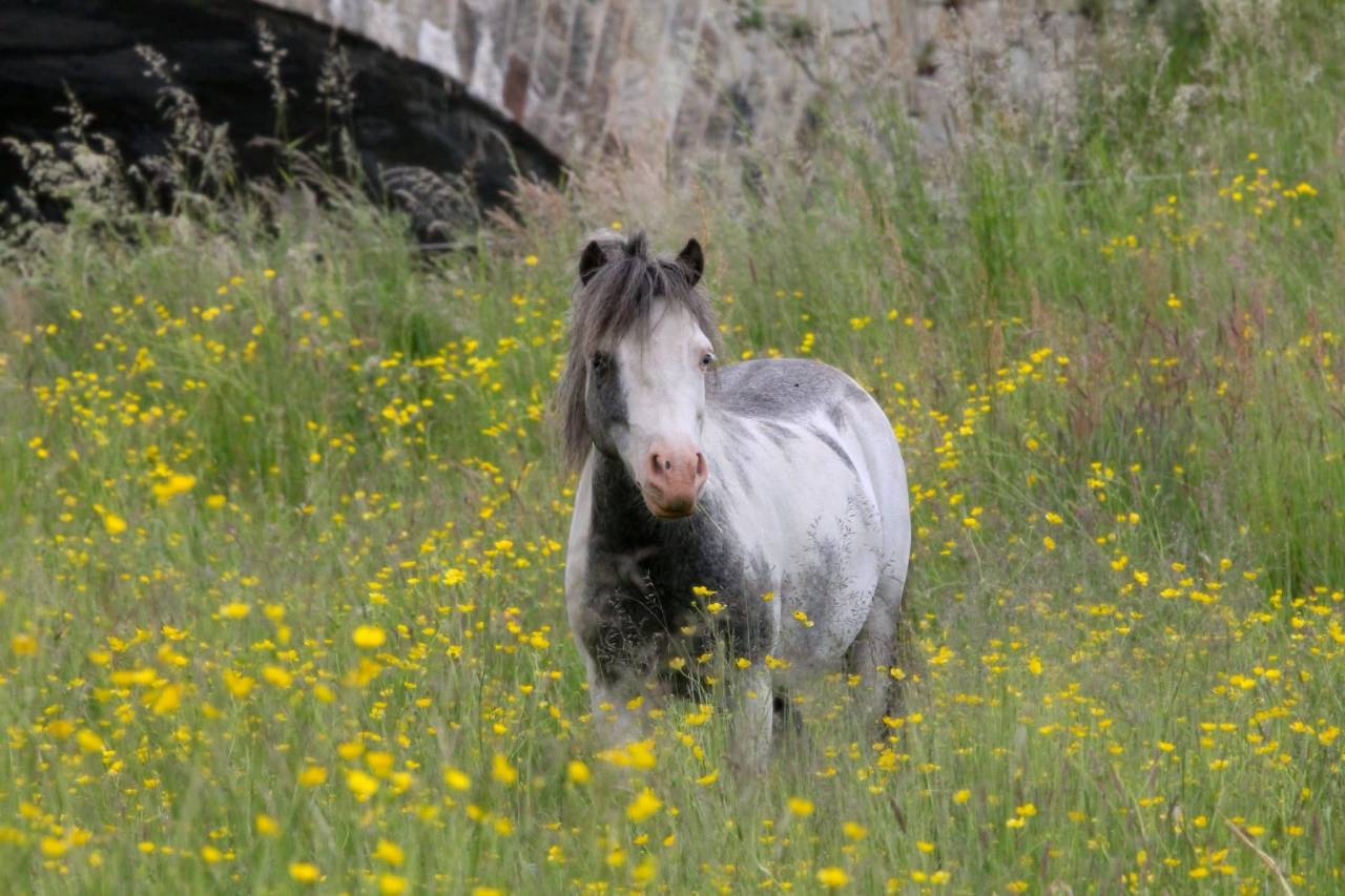 Stallion Origin Recorded For sale 2017 Overo