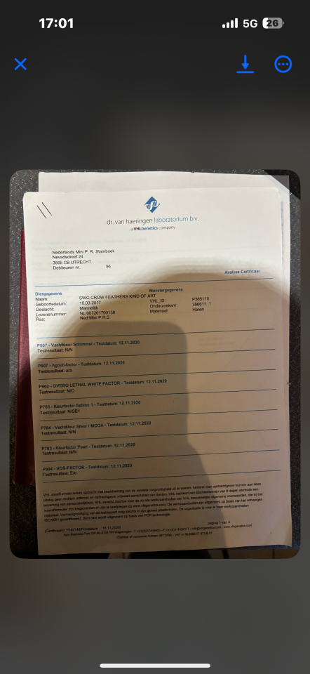 Stallion Origin Recorded For sale 2017 Overo