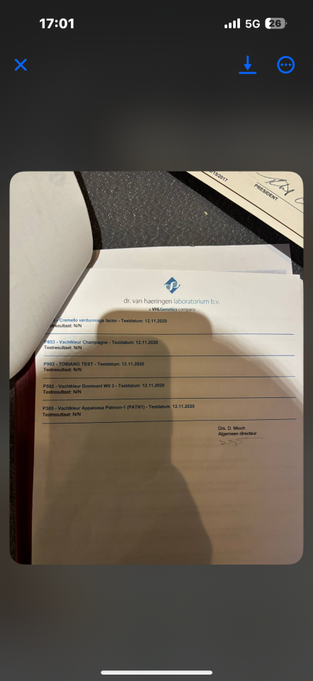 Stallion Origin Recorded For sale 2017 Overo