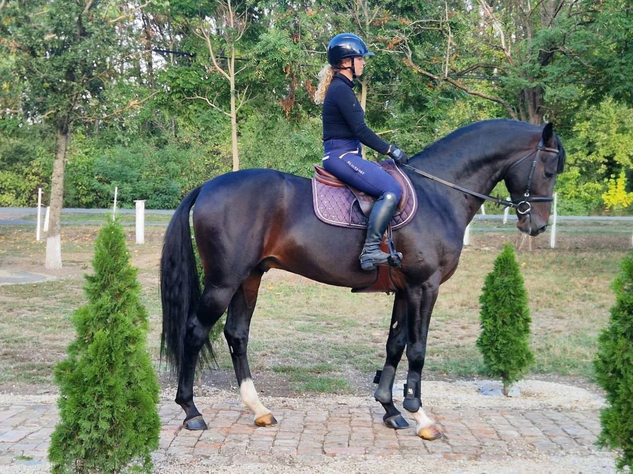 Eladó gyönyörű lovam