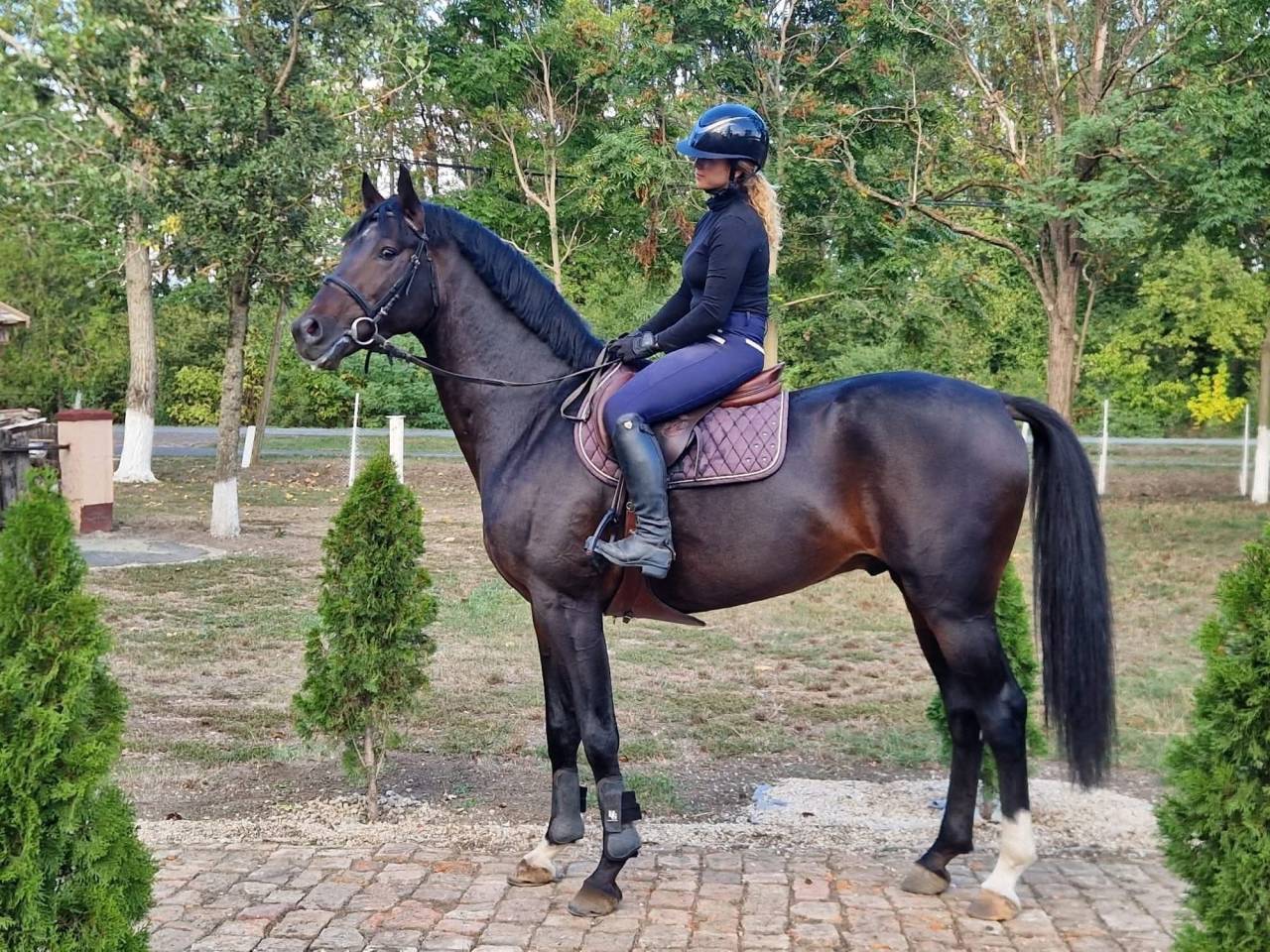 Eladó gyönyörű lovam