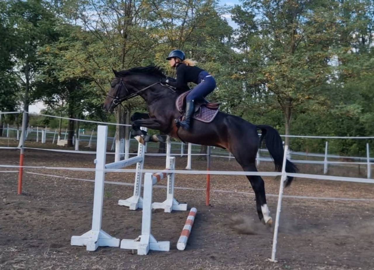 Eladó gyönyörű lovam