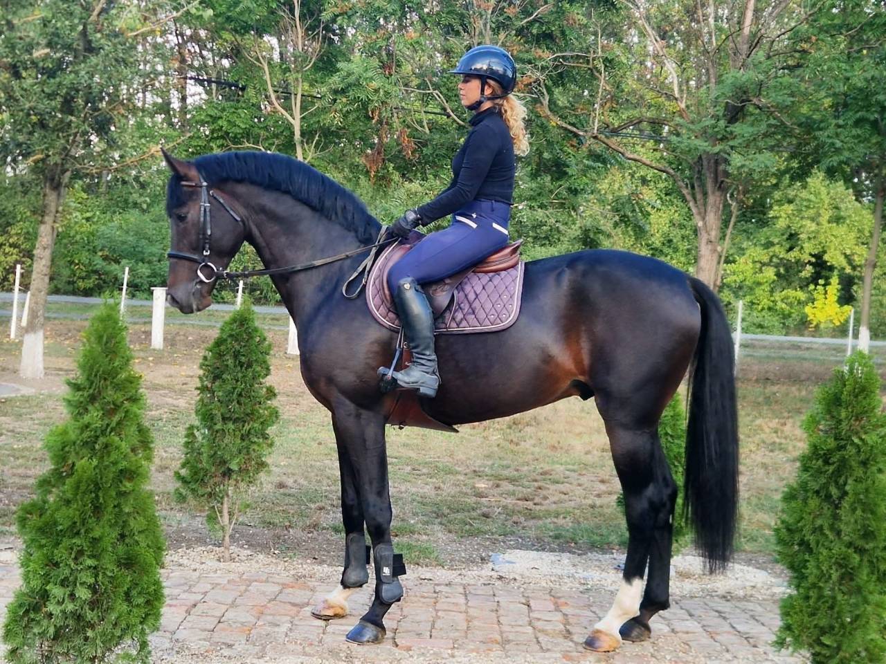 Eladó gyönyörű lovam