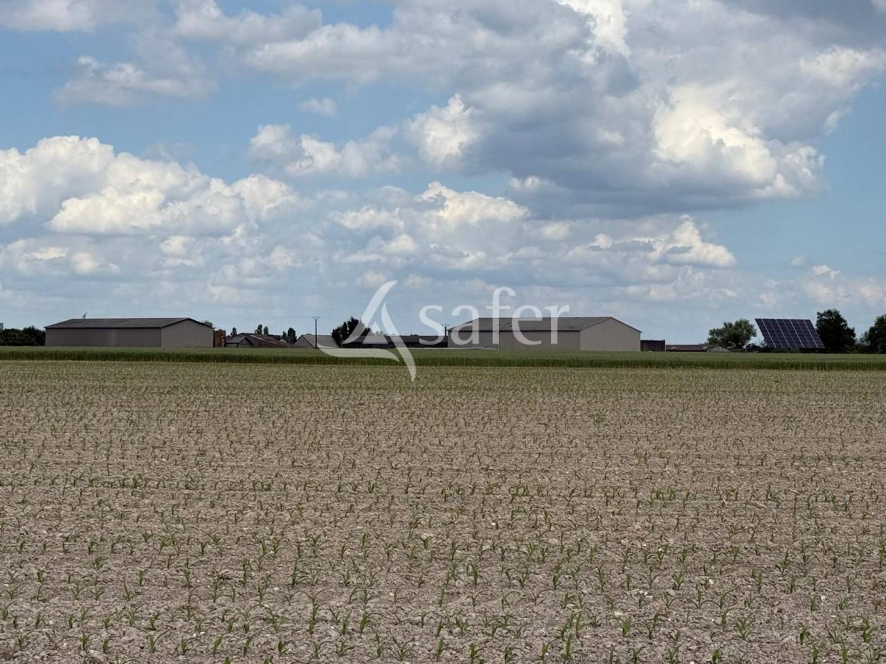 Dairy farm  Indre-et-Loire