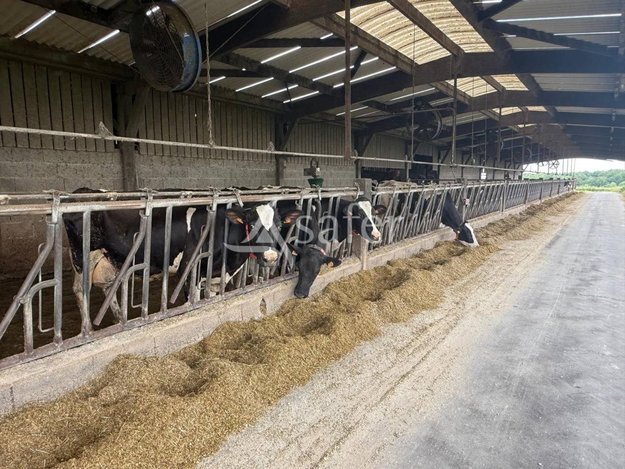Dairy farm  Indre-et-Loire