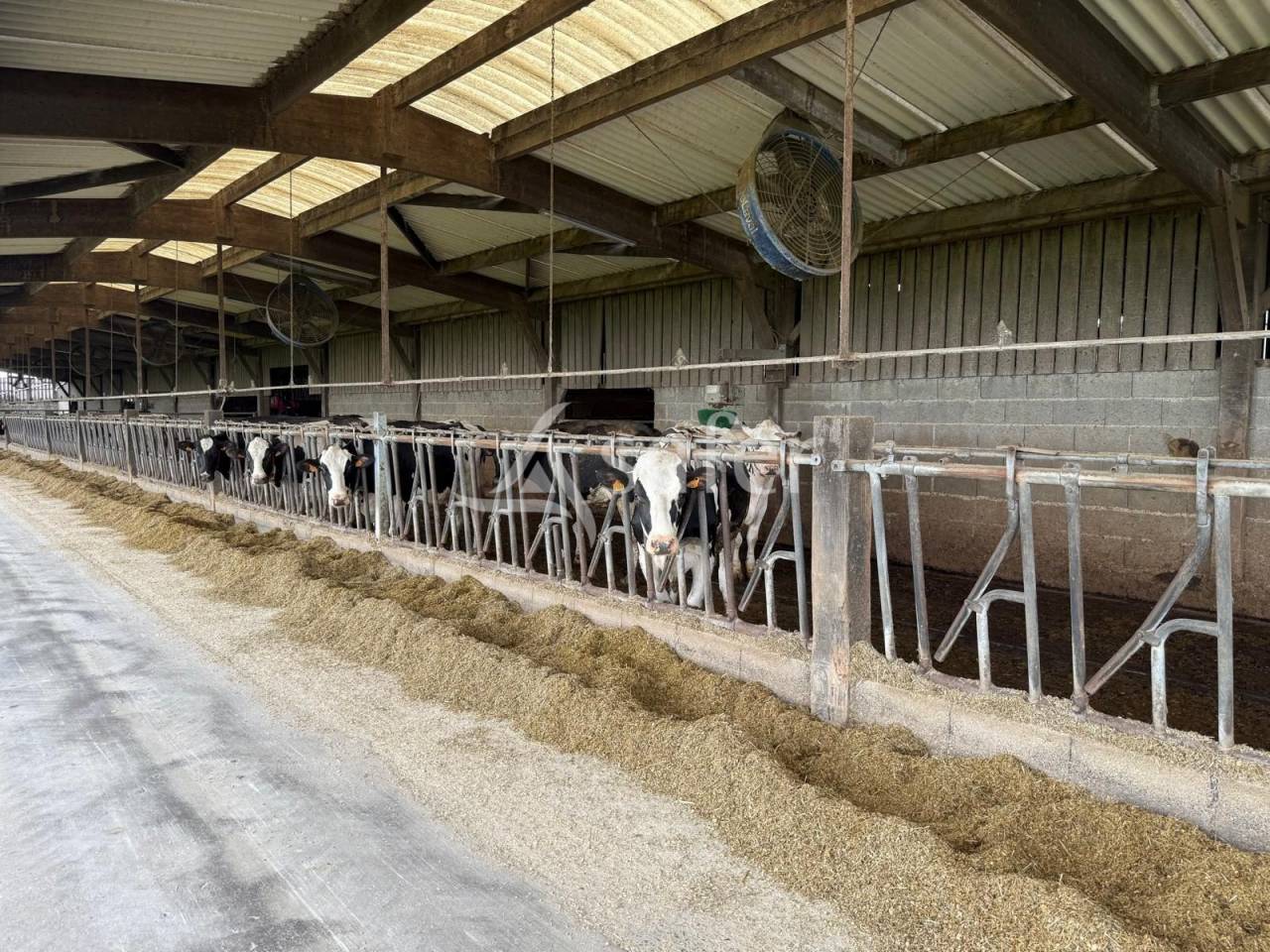 Dairy farm  Indre-et-Loire