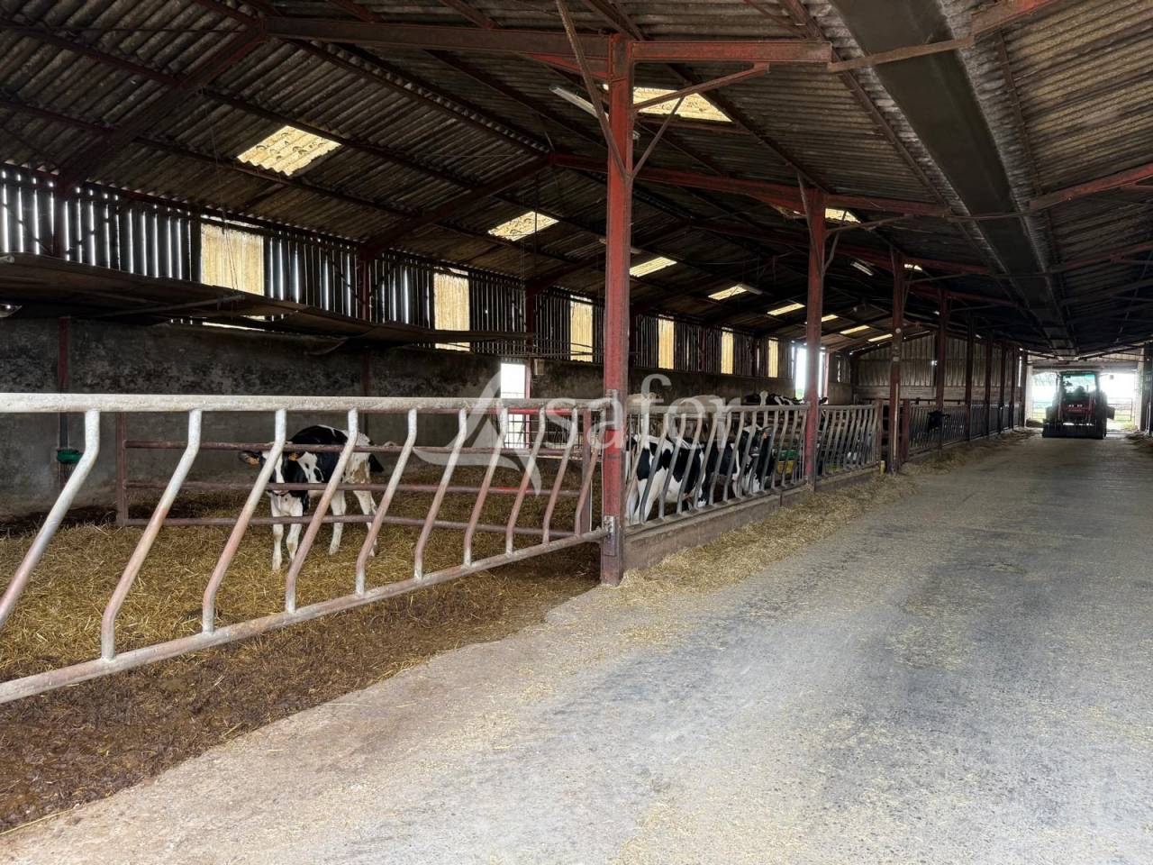 Dairy farm  Indre-et-Loire