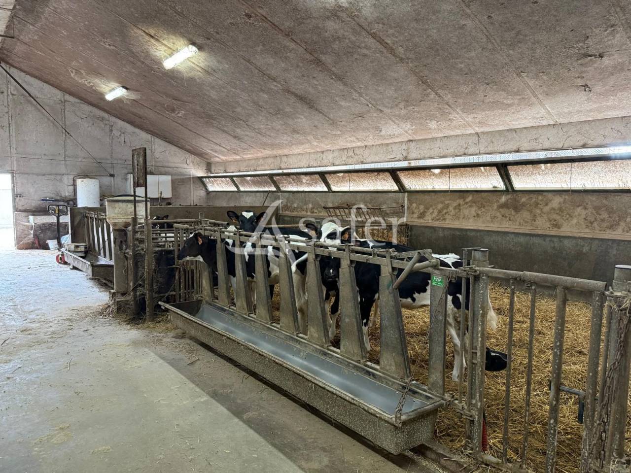 Dairy farm  Indre-et-Loire