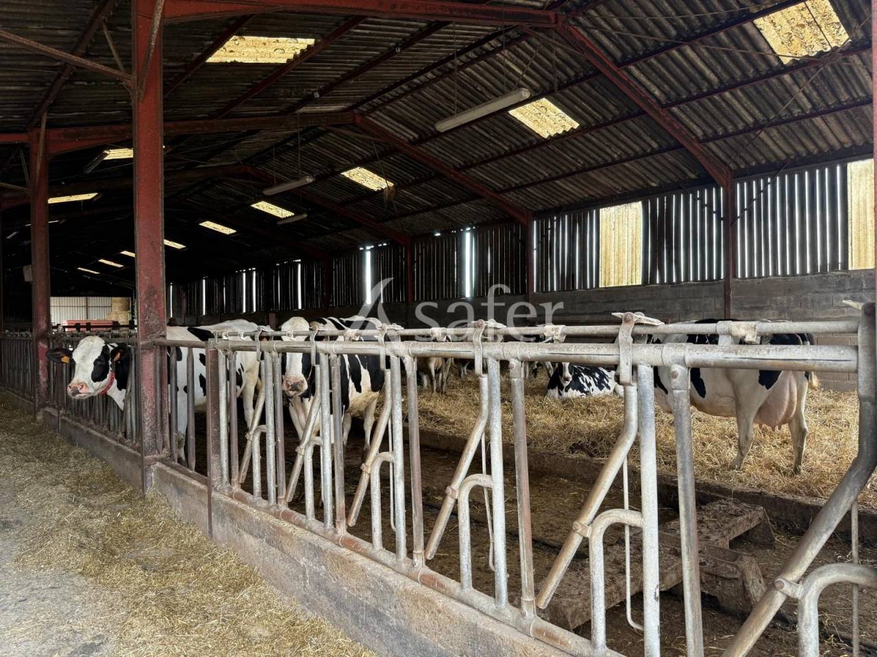 Dairy farm  Indre-et-Loire