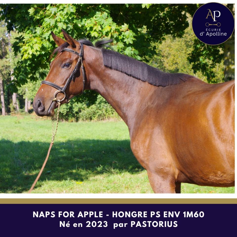 Gelding Thoroughbred For sale 2023 Bay