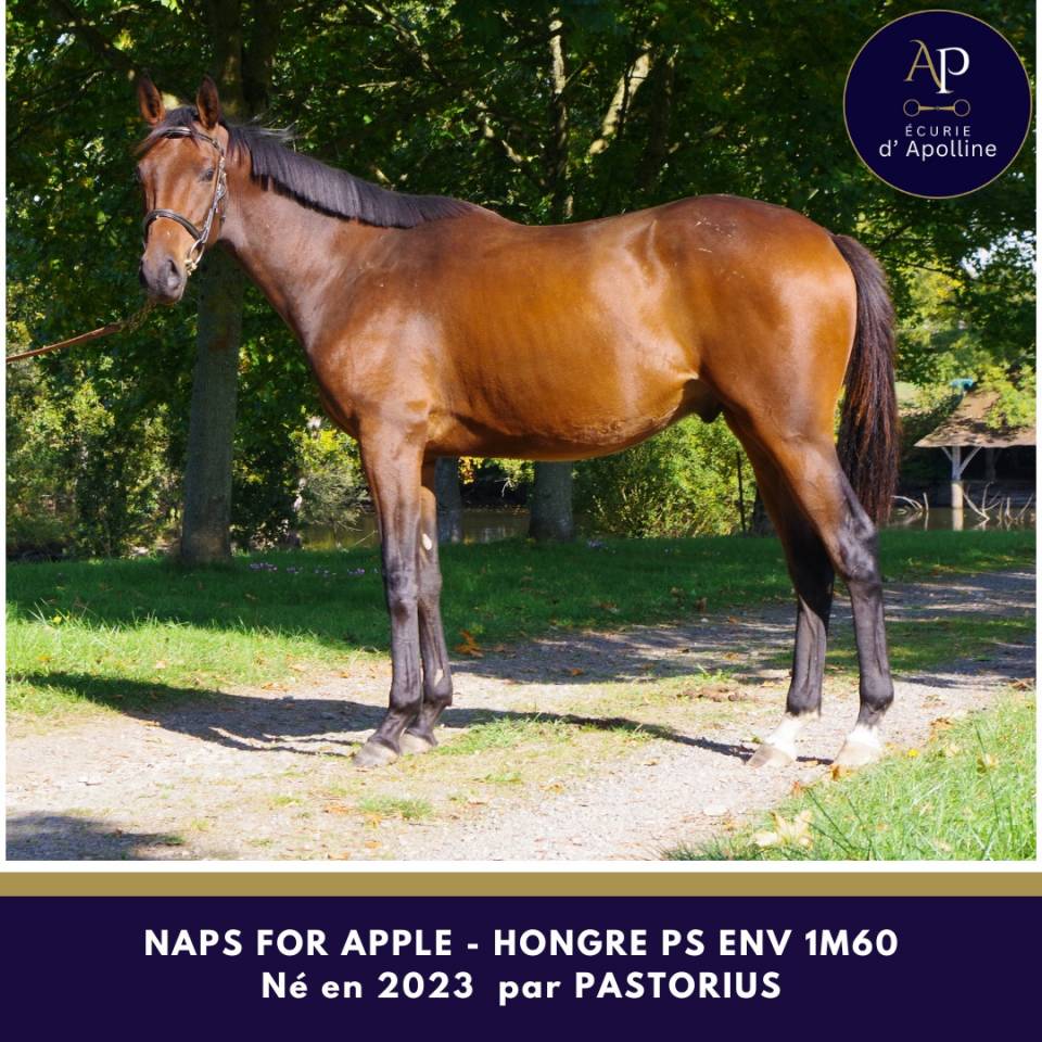 Gelding Thoroughbred For sale 2023 Bay