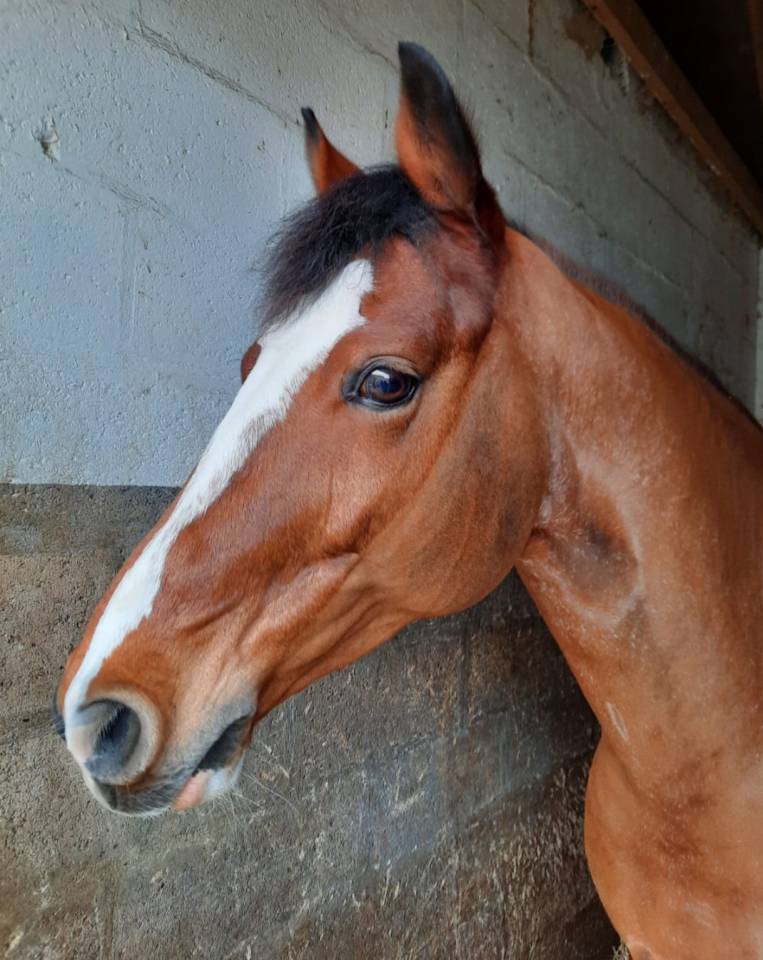 Gelding Origin Recorded Part-Livery 2013 Bay