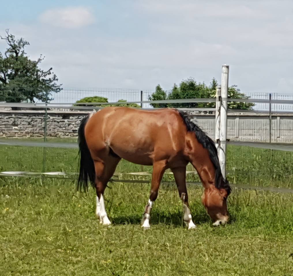 Gelding Origin Recorded Part-Livery 2013 Bay