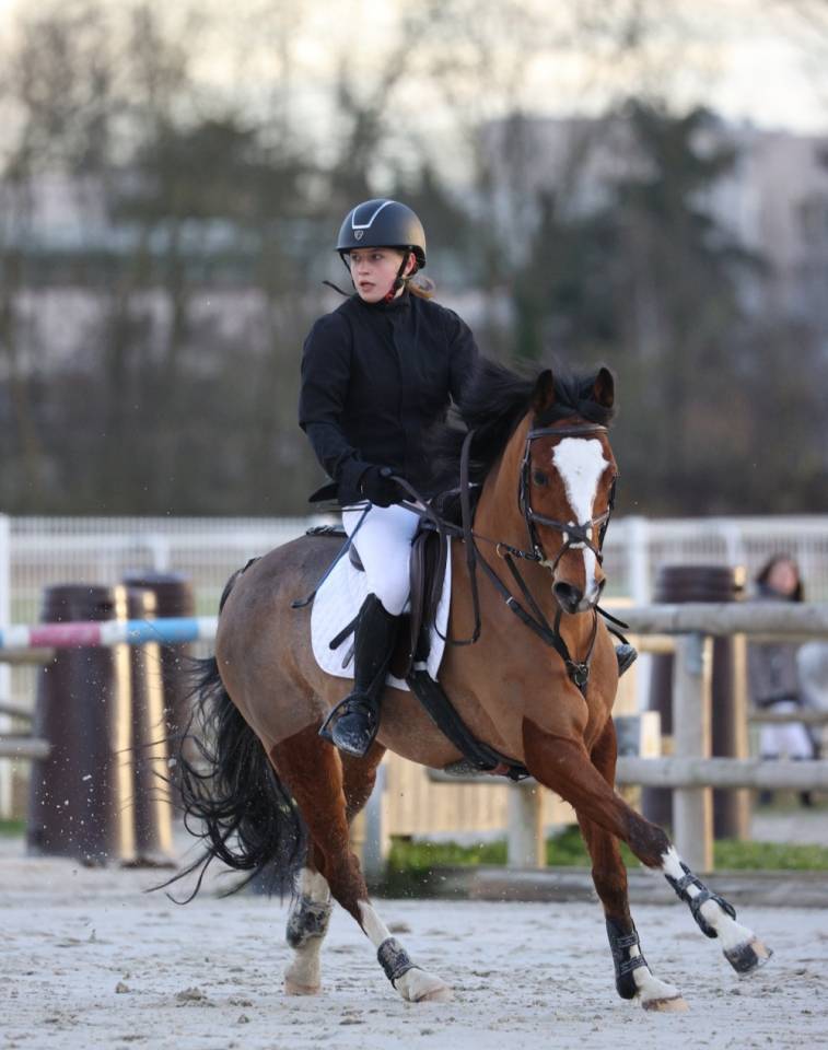 Gelding Origin Recorded Part-Livery 2013 Bay