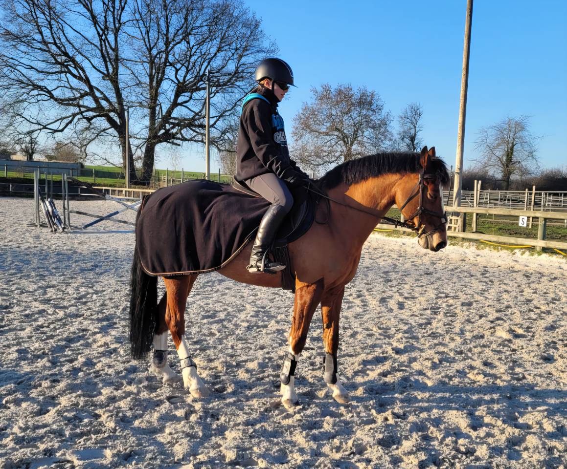 Gelding Origin Recorded Part-Livery 2013 Bay