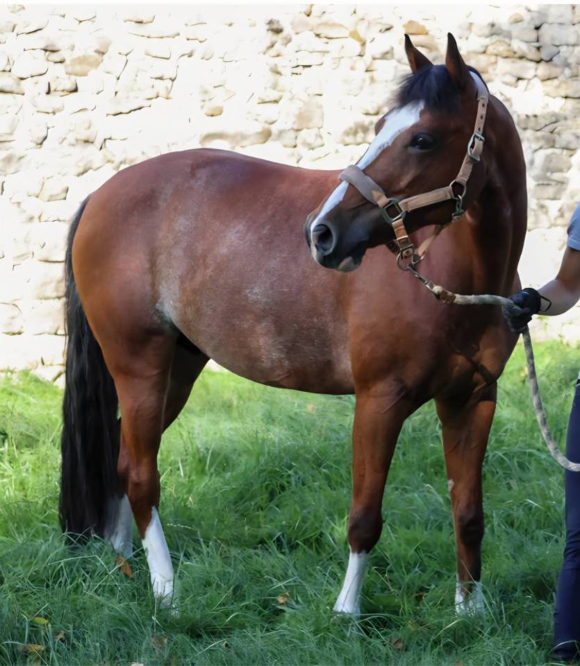 Gelding Origin Recorded Part-Livery 2013 Bay